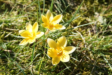 gelbe Krokusse, yellow crocus