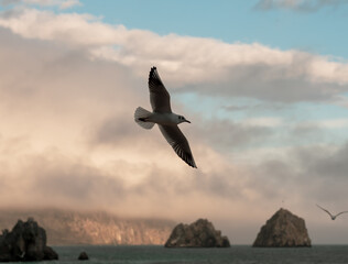 Seagull flying over the sea, beautiful landscape from rocks