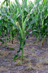 Obraz premium Cornfield in La Pampa Province, Argentina