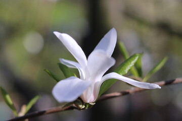 white magnolia flower