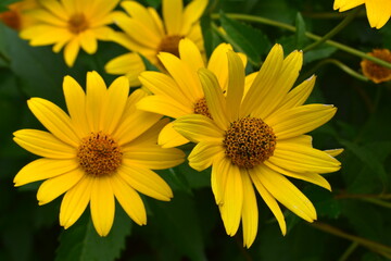 沢山咲く黄色の花