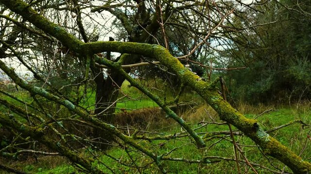 A beautiful view of the braches of the trees covered in moss in the forest in 4K