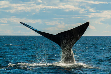 Naklejka premium Sohutern right whale tail, endangered species, Patagonia,Argentina