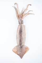 Fresh big squid on white background