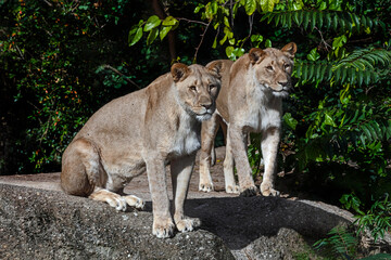 Lionesses on the rock. Latin name - Panthera leo