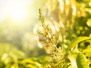 Soft Focus sunlight shine through
young green mango and flowers on tree in garden