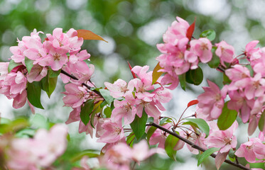 Obraz premium Pink apple blossom.Branches of tree in pink flowers on a blurry background.