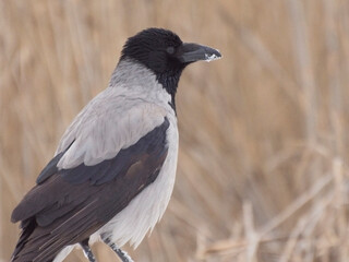 Grey crow sits in the snow. Birds in the wild in winter.