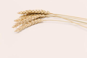 Golden painted spike of wheat close up. Cereal crop. Rich harvest creative concept. Still life...