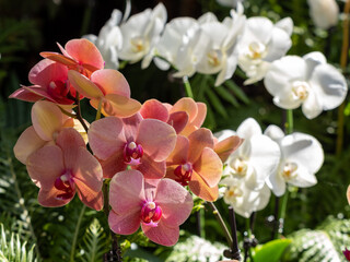 Pink and white orchid tropical flowers with the sunlight shining on them with the green leaves in the background.  Close up macro photo of orchids.  Nature beautiful.
