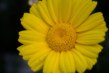 Obraz premium Yellow Mexican sunflower weed (Tithonia diversifolia). Flower of yellow petals with selective focus.