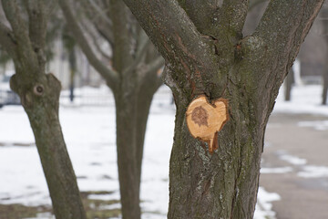 Pruning trees in the spring. A cut of a large branch on a tree in the garden.