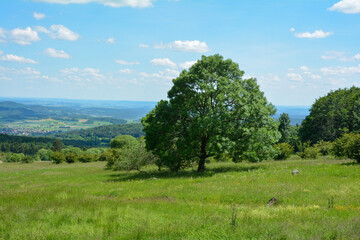 Fototapeta na wymiar Tree and green meadow on a mountain in the high Rhön with a view of the valley