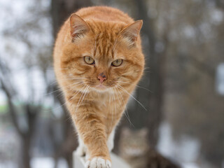 Portrait of a dirty yard cat. Ginger cat on the fence in the spring.