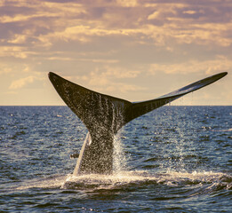 Sohutern right whale tail, endangered species, Patagonia,Argentina © foto4440