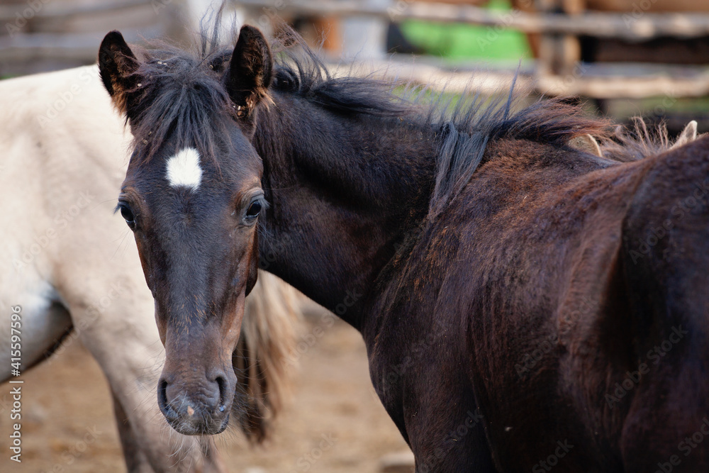 Wall mural young stallion in a farmer's paddock for horses. concept horse breeding, animal husbandry.