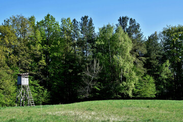 Der Wald hinter einem Hochstand f&uuml;r J&auml;ger hat sein hellgr&uuml;nes Fr&uuml;hlingskleid angezogen