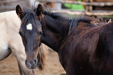 Young Stallion in a Farmer's Paddock for Horses. Concept Horse Breeding, Animal Husbandry.