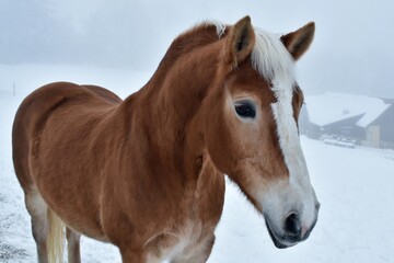 Braunes Pferd mit weißer Blesse bei Nebelwetter im Schnee (Nahaufnahme)