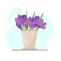 Colorful image of purple crocus flowers in a pot. Vector drawing of a houseplant. Lilac primroses. Spring flowers.