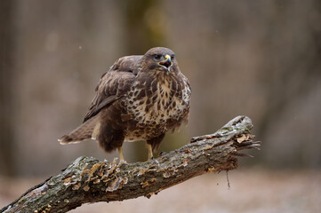 Buzzard perched on a branch