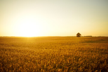 Landscape view of agricultural parcels of different crops. Hay bale fields and farmlands of...