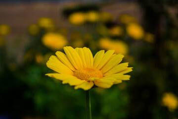 Yellow Mexican sunflower weed (Tithonia diversifolia). Flower of yellow petals with selective focus.