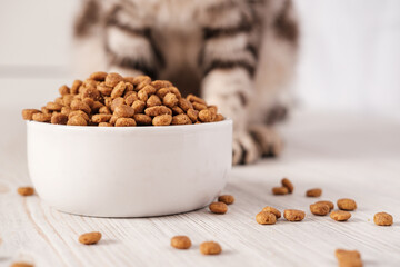 Dry pet food is in a white porcelain bowl and scattered across the floor with a cat sitting in the background. 