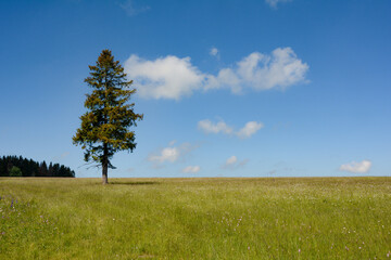 Obraz premium Meadow with a tree in the high Rhön