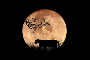 Illustration of a tiger silhouette in the night