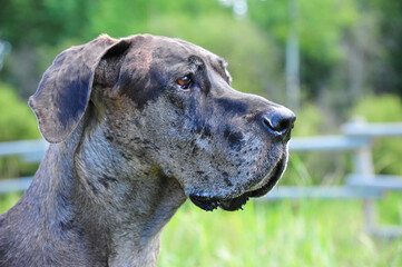 portrait of a grey Great Dane male dog under summer sun