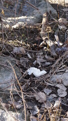 a used tissue in the nature of the nature reserve Auer Koepfle-Illinger Altrhein-Motherner Woerth in the community Au am Rhein in the region Baden-Wuerttemberg in the month of February, Germany