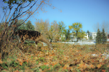 White tail deer eating grass in city park on fall day 