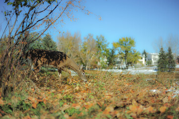 White tail deer eating grass in city park on fall day 