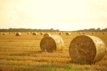 Landscape view of agricultural parcels of different crops. Hay bale fields and farmlands of Lithuania.