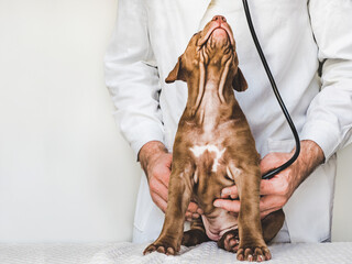 Adorable puppy of chocolate color at the reception at the vet doctor. Close-up, isolated background. Studio photo. Concept of care, education, obedience training and raising of pets