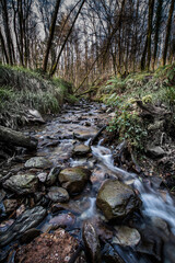 stream in the duchess woods