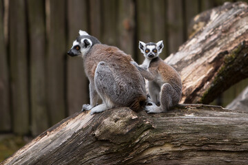 Family of ring tailed lemurs sitting on a tree branch.