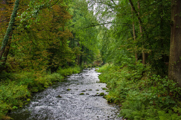 Little river in a forest