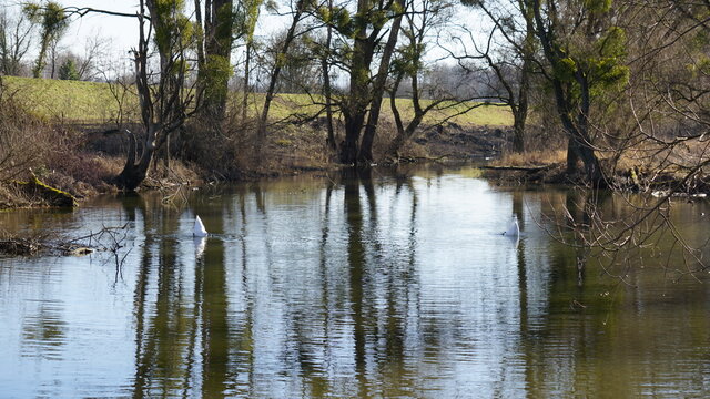 swans in the nature reserve Auer Koepfle-Illinger Altrhein-Motherner Woerth in the community Au am Rhein in the region Baden-Wuerttemberg in the month of February, Germany