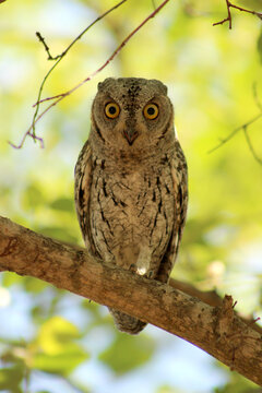 African Scops Owl, Otus senegalensis perched in a tree, Kruger National Park, South Africa