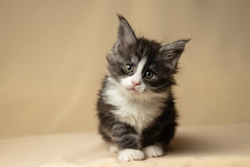 Gray six-week-old Maine Coon kitten lies on a beige backing and looks at the camera. Close-up © Кирилл Горшков