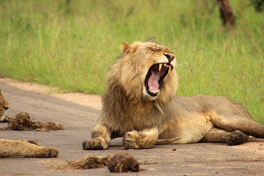 Lion, Panthera leo, Kruger National Park, South Africa
