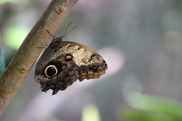 Owl butterfly (Caligo eurilochus) on a tree branch, Stellenbosch, Western Cape, South Africa