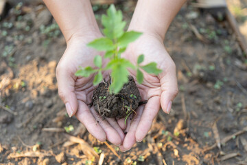 the hand grow seedlinge. green world and earth day concept farm background.