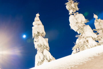 Fototapeta premium Christmas trees covered with snow in the mountains illuminated by street lamps at night