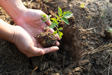 the hand grow seedlinge. green world and earth day concept farm background.