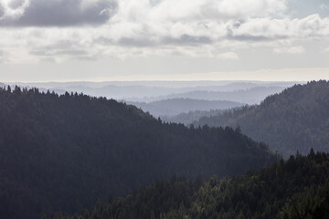 Coastal Redwood trees, Sequoia sempervirens, thrive amid a healthy forest in Mendocino, California. Redwood trees grow in a very specific climate range.