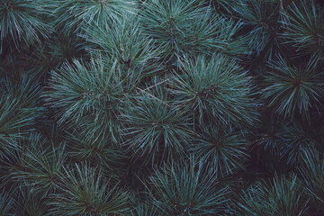 Naklejka na ściany i meble The branches of the forest of spruce needles. Tinted Botanical background.