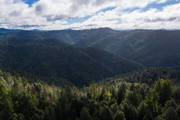Fototapeta premium Coastal Redwood trees, Sequoia sempervirens, thrive amid a healthy forest in Mendocino, California. Redwood trees grow in a very specific climate range.